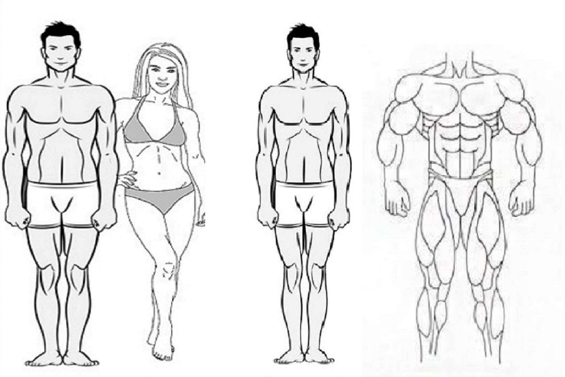Какие типы телосложения выделяют, и в чём их особенности