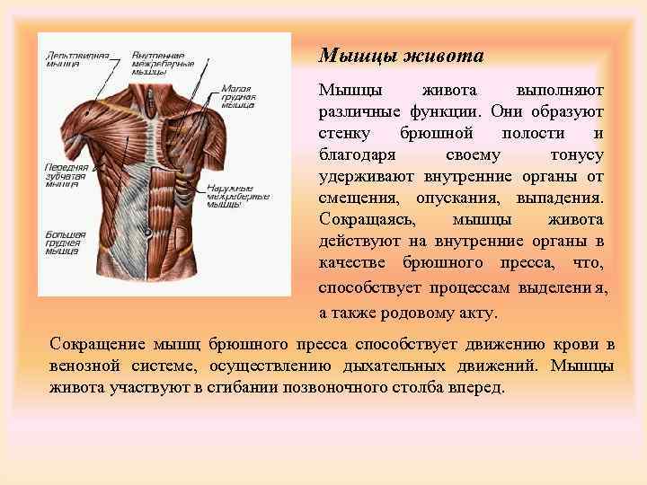 Анатомия мышц живота человека – информация: