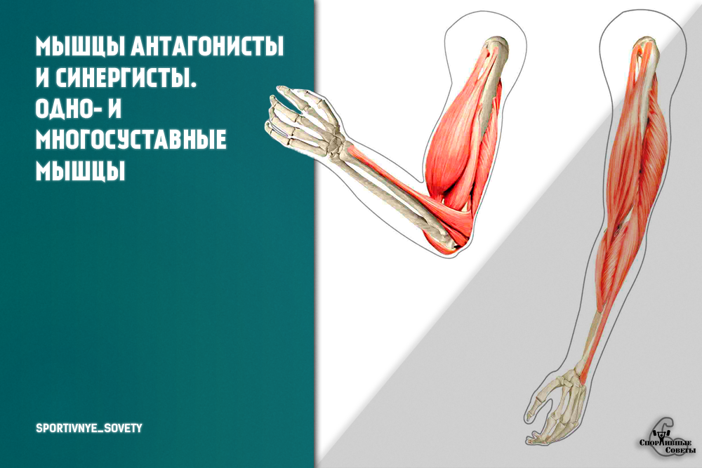 Мышцы антагонисты и синергисты таблица анатомия - красота и здоровье
