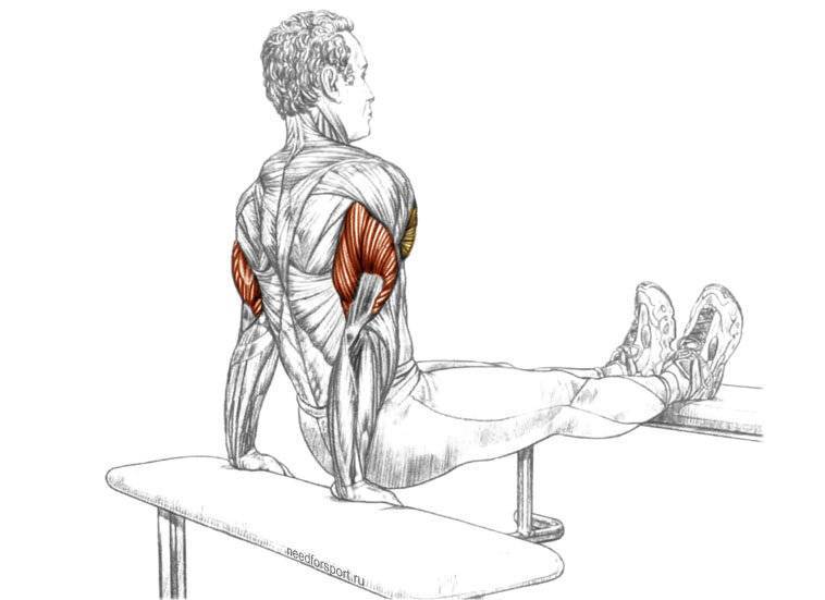 Обратные отжимания для трицепса: какие мышцы работают и техника выполнения | irksportmol.ru