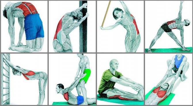 Комплекс упражнений для укрепления мышц спины и позвоночника