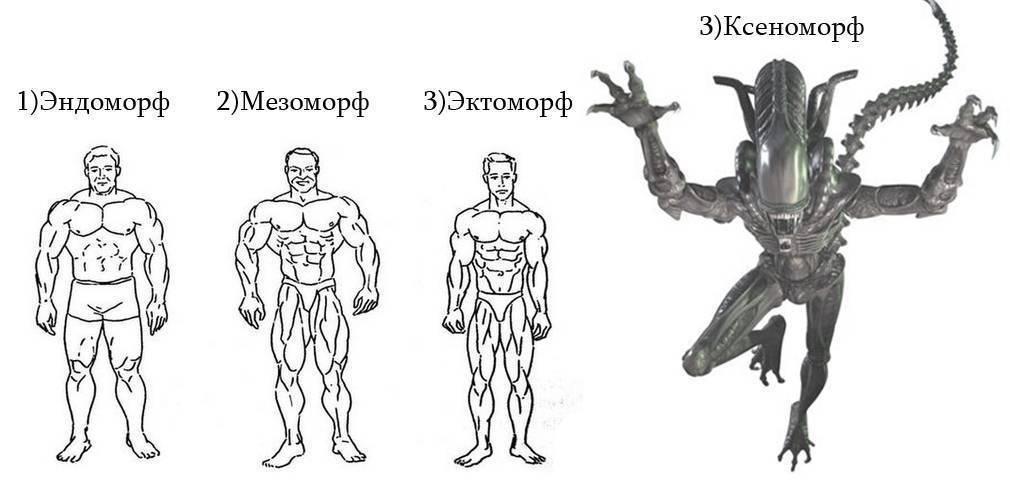 Эктоморф, мезоморф, эндоморф как определить: программы тренировок и питание для астеника, нормостеника и гиперстеника. типы конституции