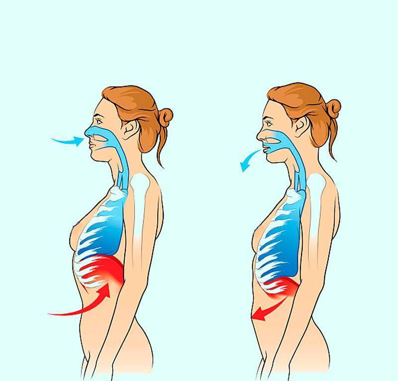 В чем разница между грудным и диафрагмальным дыханием и как научиться дышать животом?