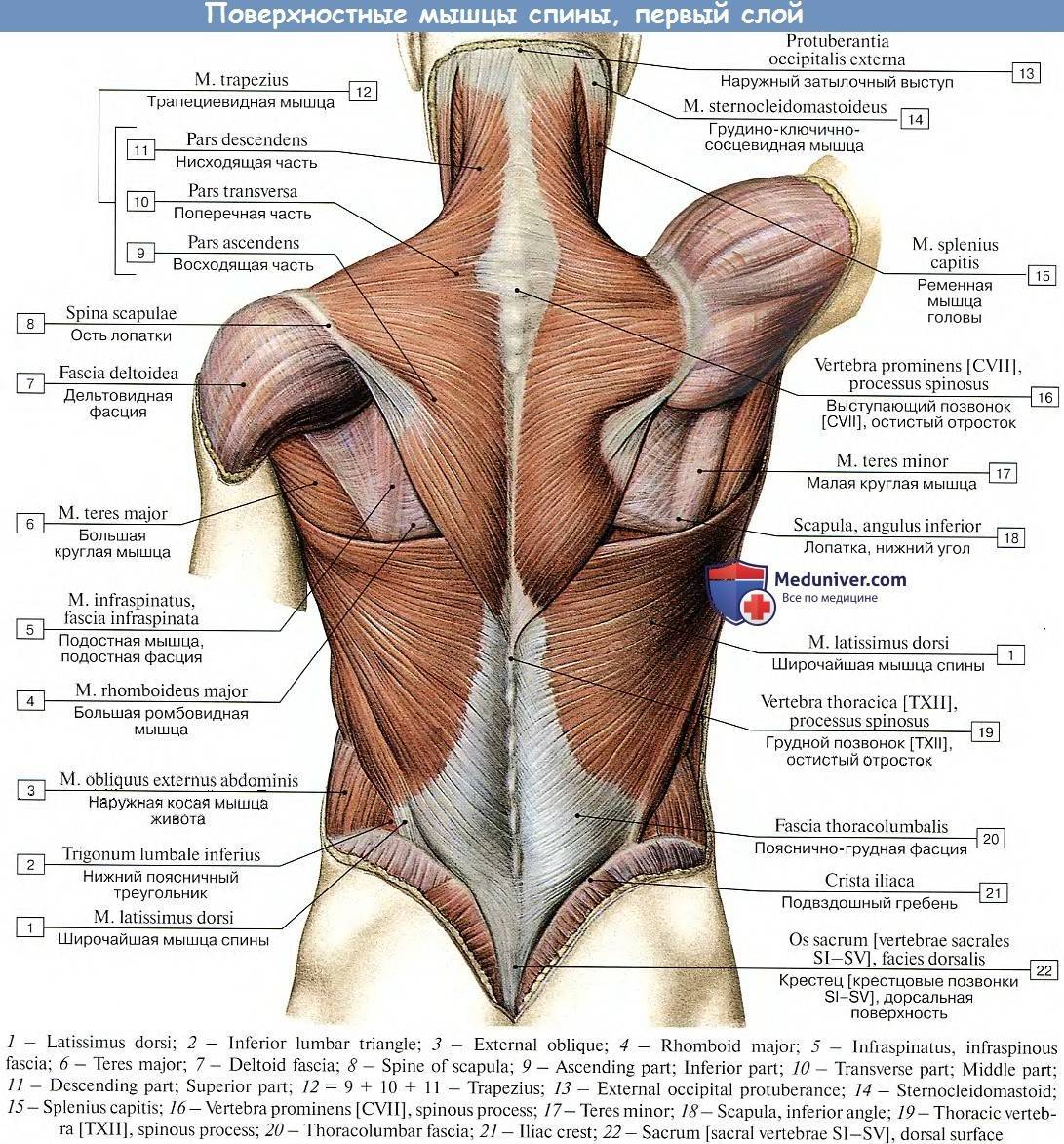 Анатомия мышц человека (бодибилдера)