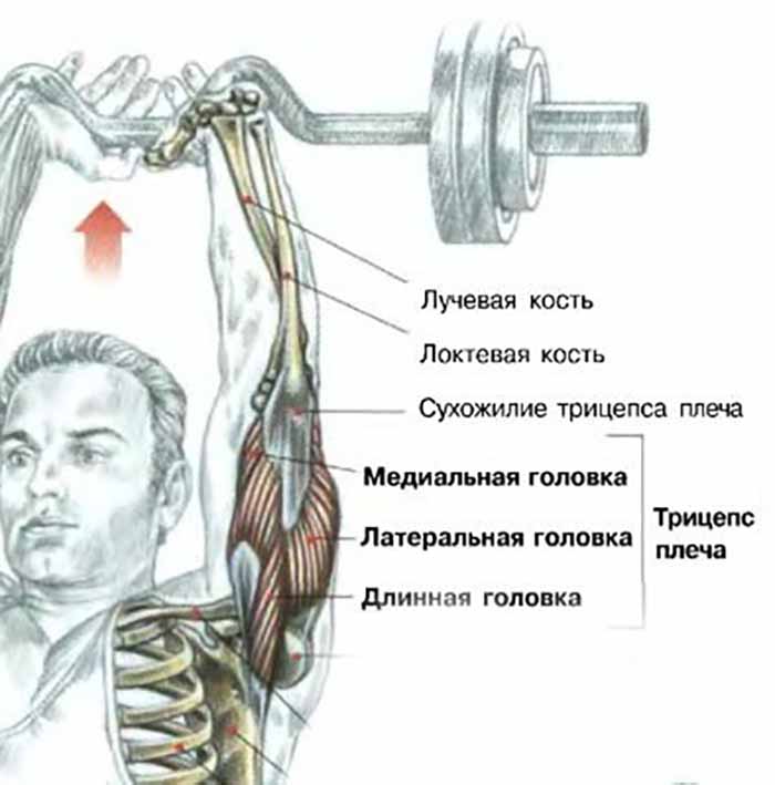 Объем силовых тренировок улучшает гипертрофию мышц: обзор исследований. часть 1 | fpa