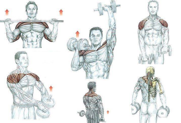 Как правильно качать плечи: тренировка дельтовидных мышц на массу и симметрию