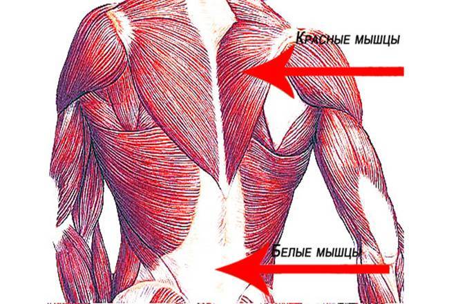 Рост медленных мышечных волокон