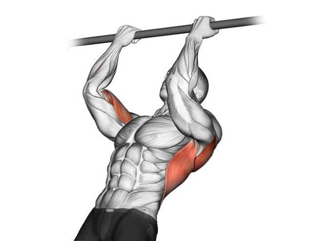 Какие мышцы работают в подтягиваниях узким хватом?