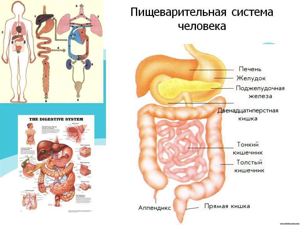 Строение пищеварительной системы человека и ее анатомические особенности - tarologiay.ru