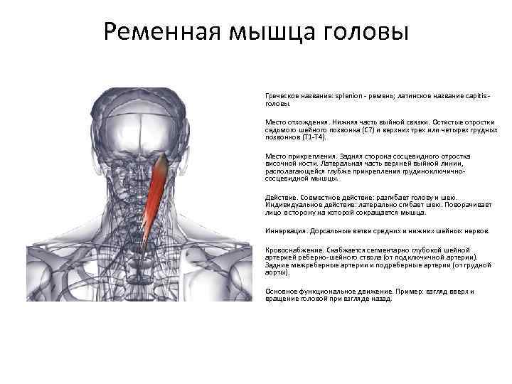 Болит шея при наклоне головы: что делать? | артромедцентр