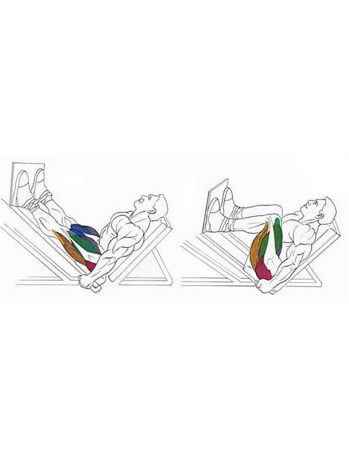 Жим ногами в тренажере лежа и сидя: техника выполнения