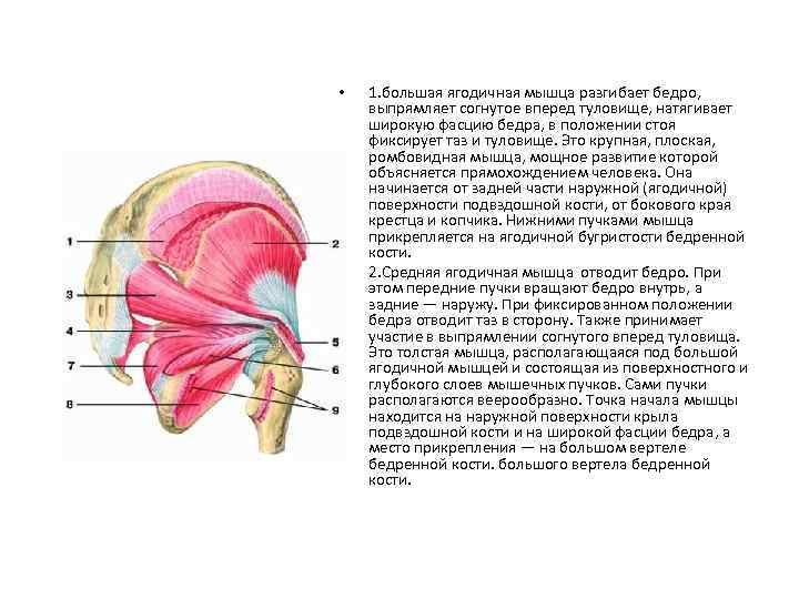 Артроз тазобедренного сустава (коксартроз) - симптомы и лечение