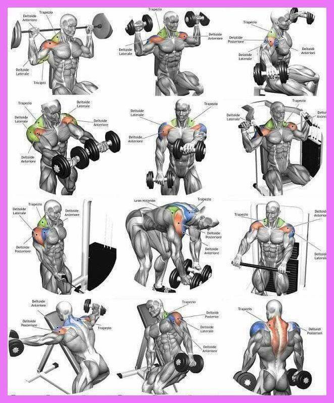 Изолирующие упражнения: отличия от базовых, список по группам мышц