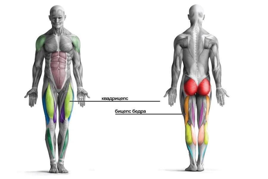 Бицепс бедра анатомия