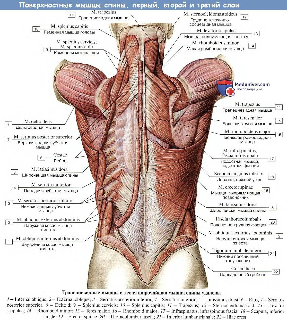 Мышцы человека | анатомия силовых упражнений