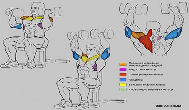 Жим арнольда: техника выполнения, стоя и сидя, какие мышцы работают, видео