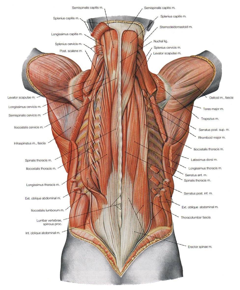 Анатомия мышц спины. качаемся правильно.