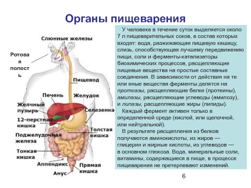 Механизм пищеварения в человеческом организме