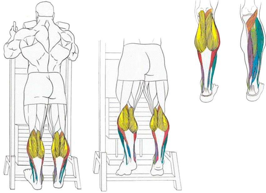 Как накачать ноги в домашних условиях - упражнения для мужчин и женщин с видео