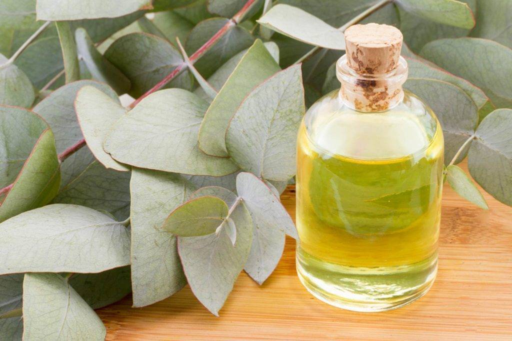 Целебное масло эвкалипта: 10 незаменимых свойств и способы применения