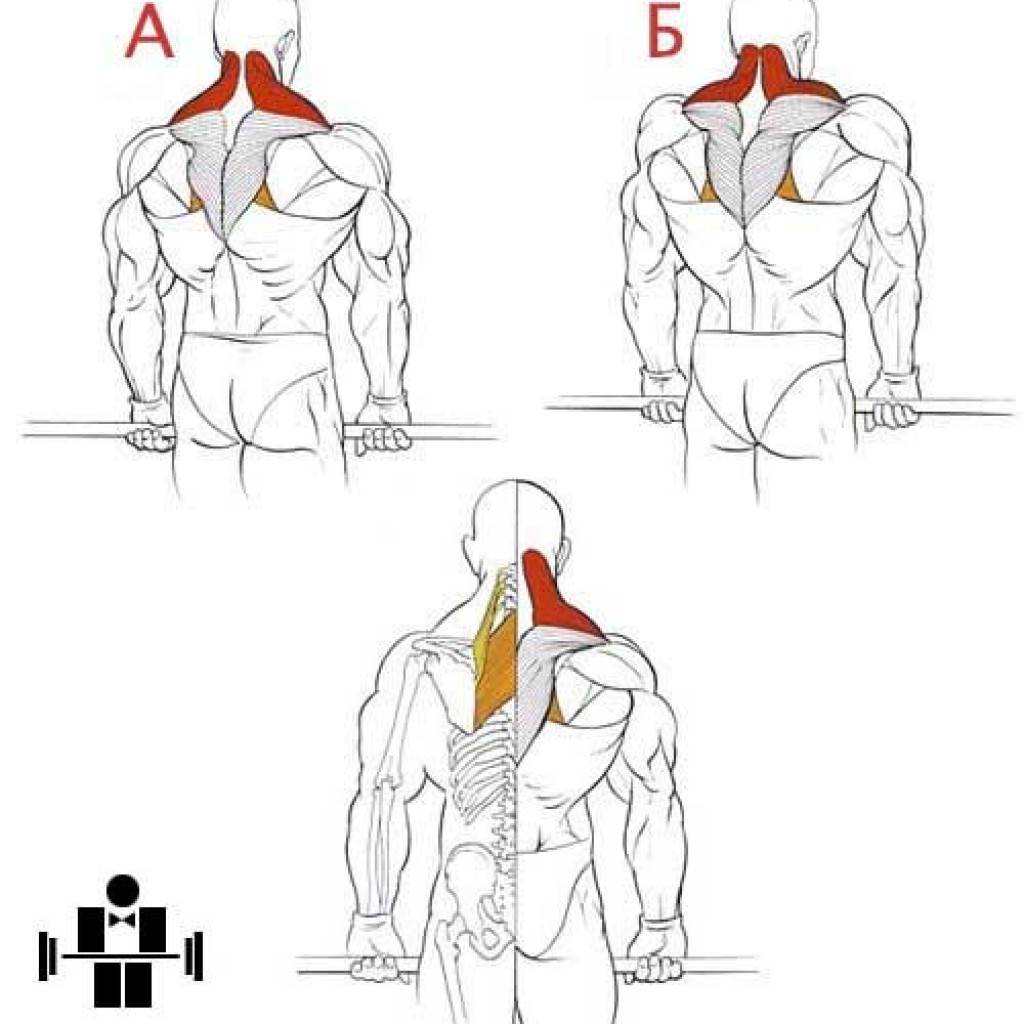 Как накачать мышцы шеи: рекомендации по работе с шейными мускулами, упражнения и программа для тренировок дома и в зале