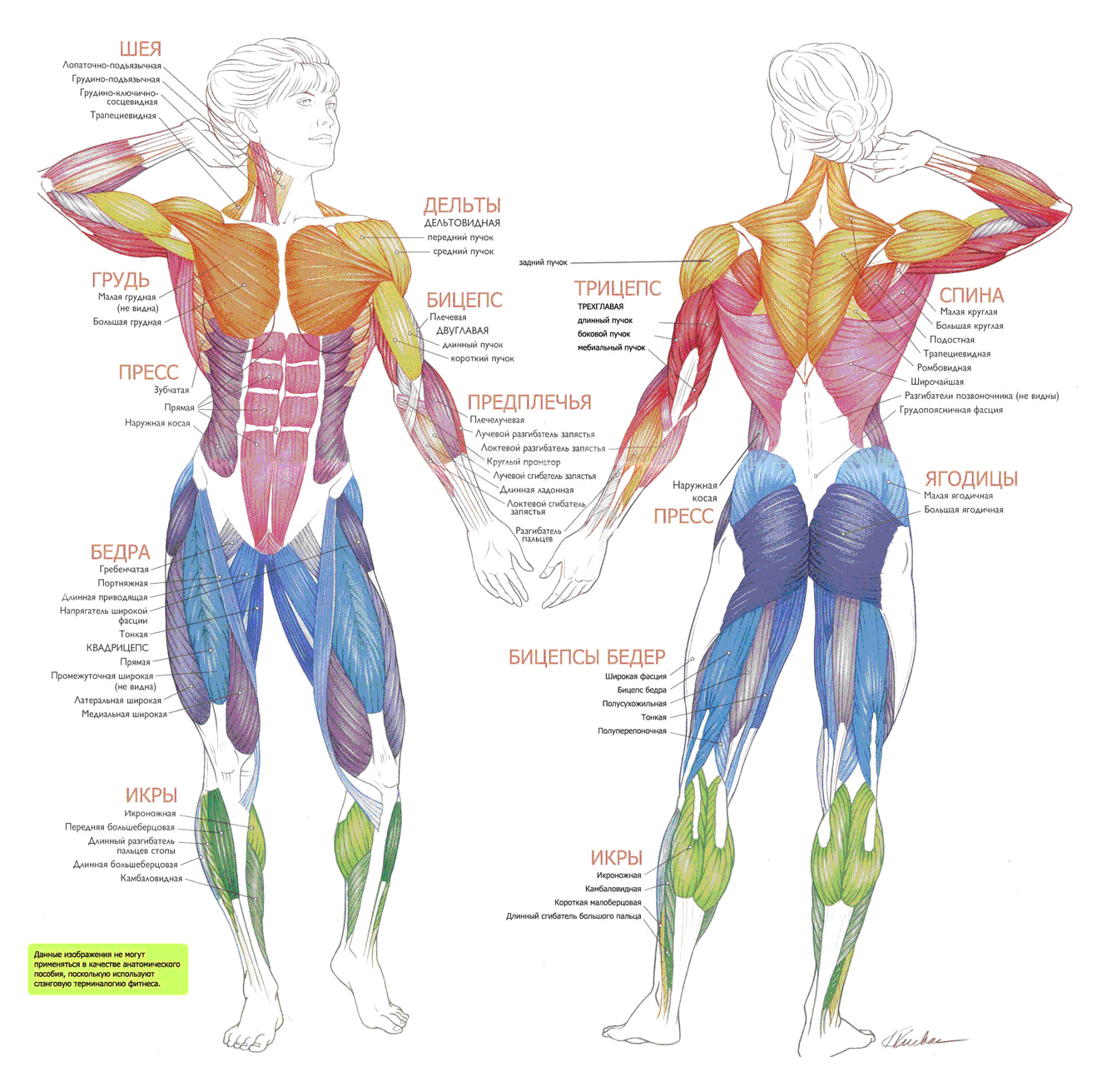 Мышцы человека: анатомия, функции и их строение в картинках