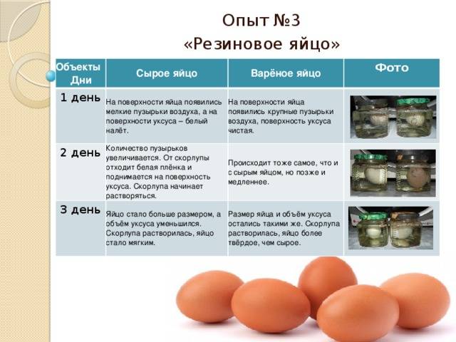 От чего зависит цвет и размер куриного яйца, почему яйцо может пахнуть