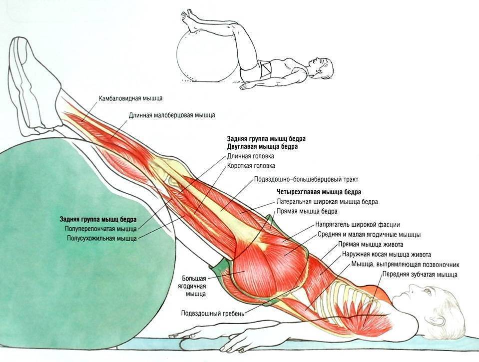 Надрыв мышцы бедра: симптомы и лечение в клинике стопартроз в москве