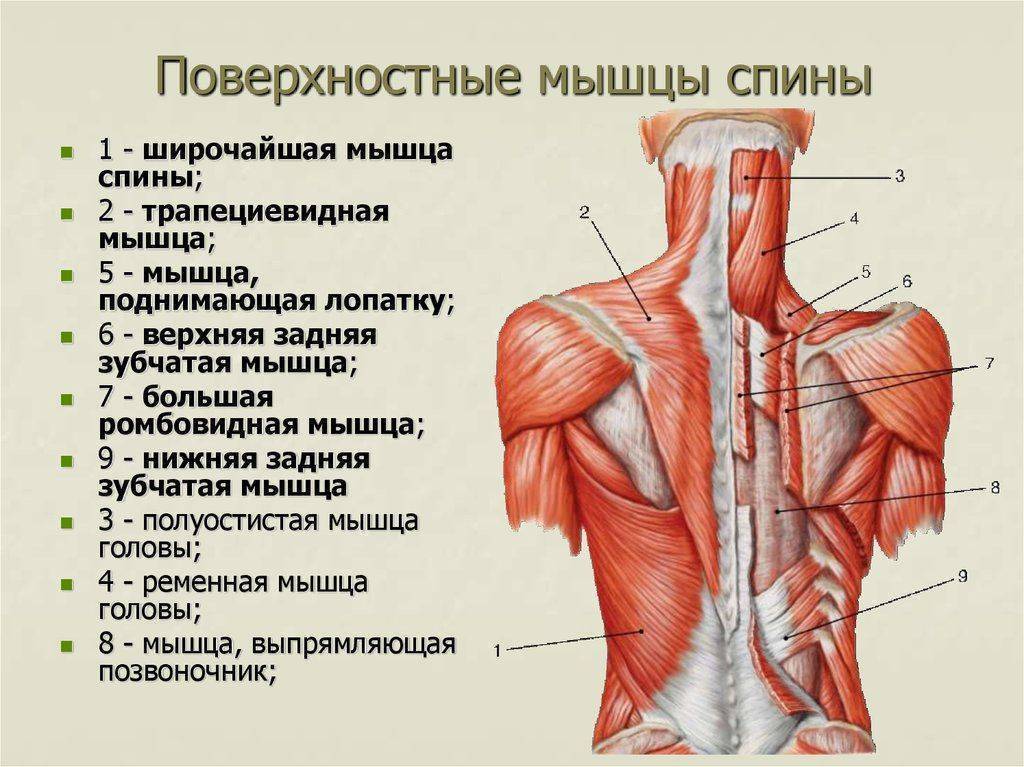 Анатомия и строение мышц спины 
анатомия и строение мышц спины