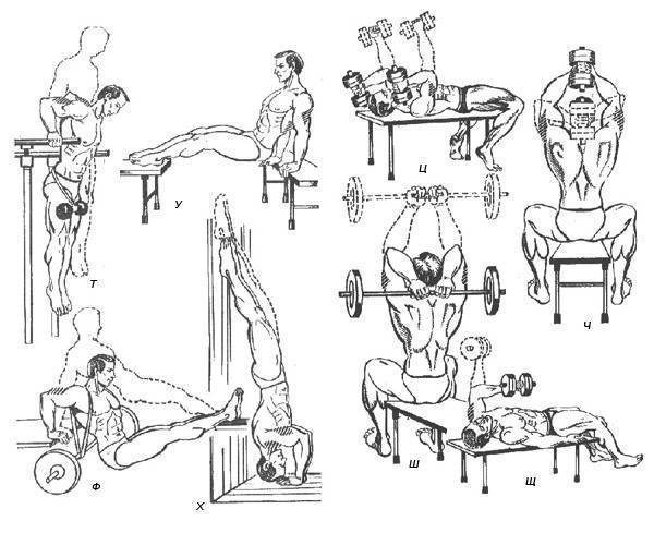 Упражнения для трицепса с гантелями в домашних условиях для мужчин и девушек
