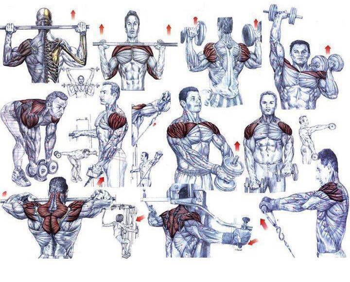 Упражнения для дельтовидных мышц. новая энциклопедия бодибилдинга. кн.3. упражнения