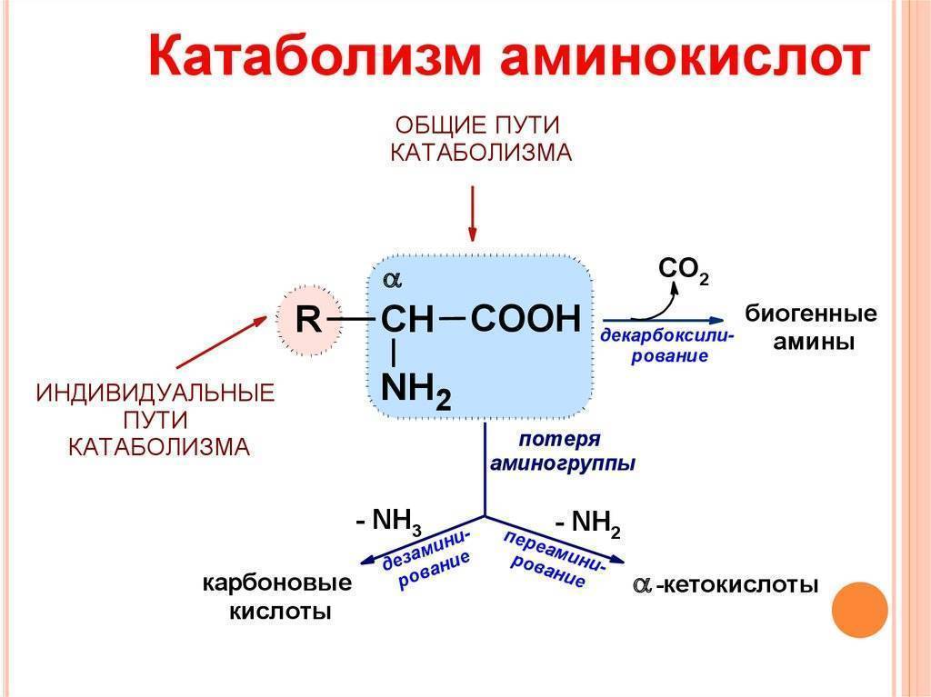 Анаболизм и катаболизм - энергетический обмен и взаимосвязь процессов в организме
