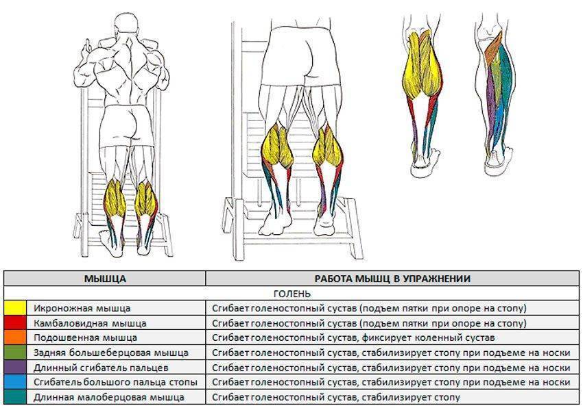Подъемы на носки сидя - правильная техника выполнения, практические рекомендации, анатомия трехглавой мышцы ног и правила выполнения подъемов на носки сидя