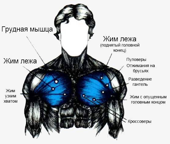 Как накачать внутреннюю часть грудных мышц: топ-7 упражнений и подробное видео