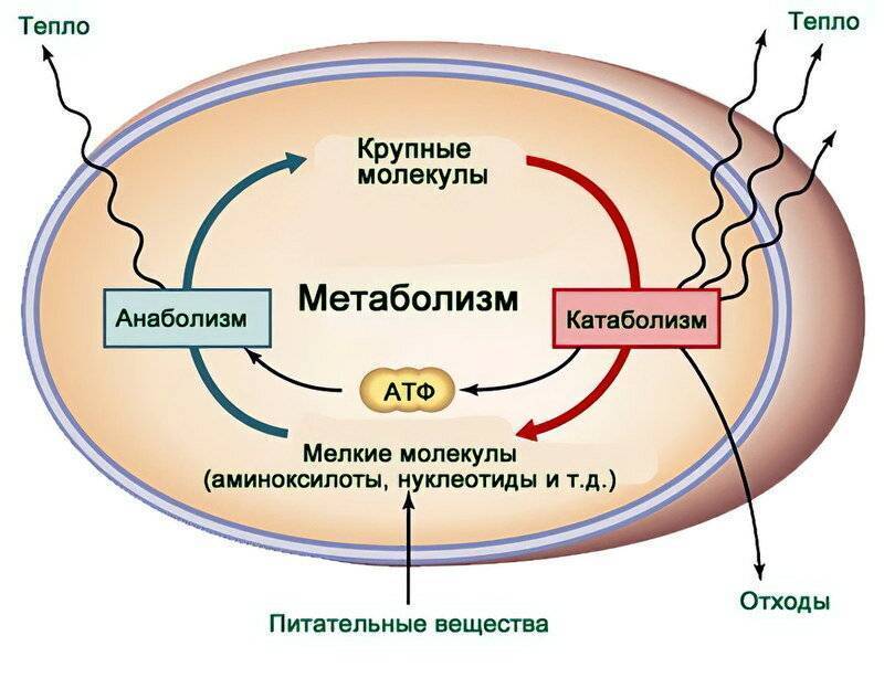 Метаболический синдром. симптомы, диагностика и лечение
