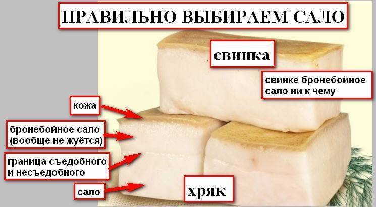 Полезно ли сало? мифы об этом продукте | informatio.ru