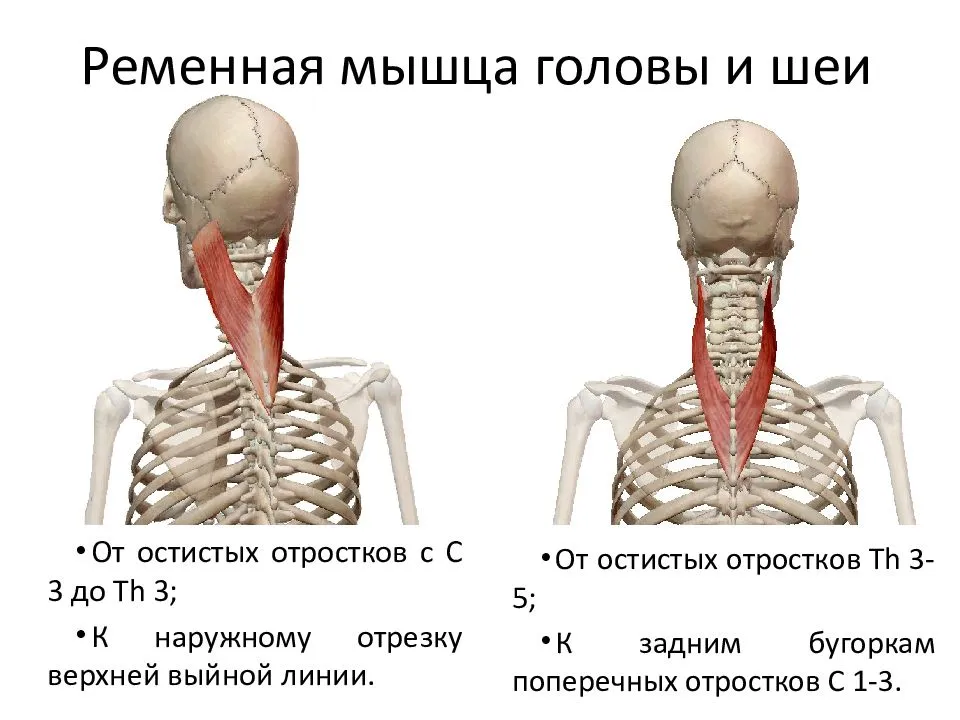 Боль в шее: почему болит шея, что делать при ригидности затылочных мышц – напоправку
