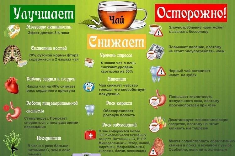 Зеленый чай — 8 фактов о пользе и вреде для организма женщин и мужчин, а также противопоказания