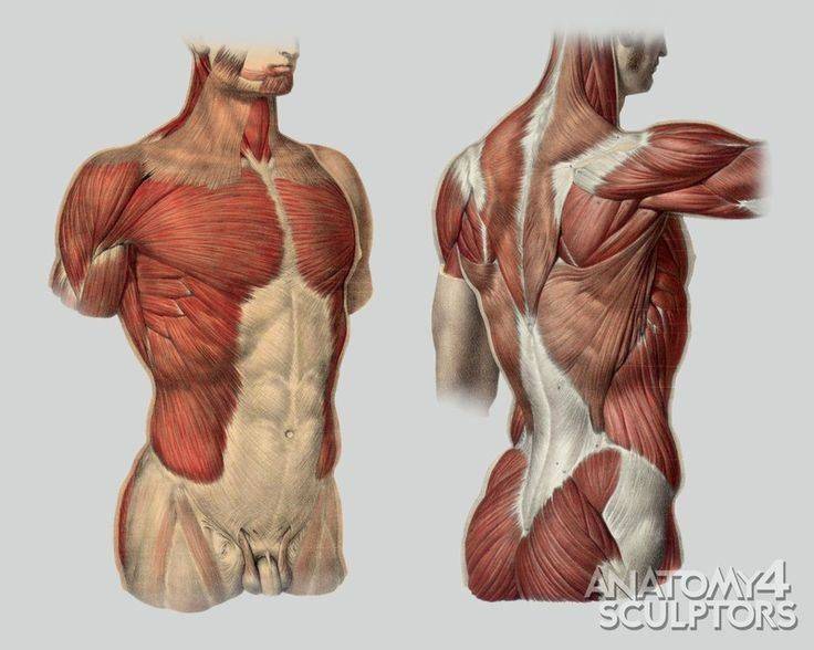 Мышцы спины: строение и функции