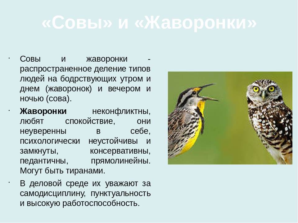 «сова» и «жаворонок»: характеристика, определение хронотипа