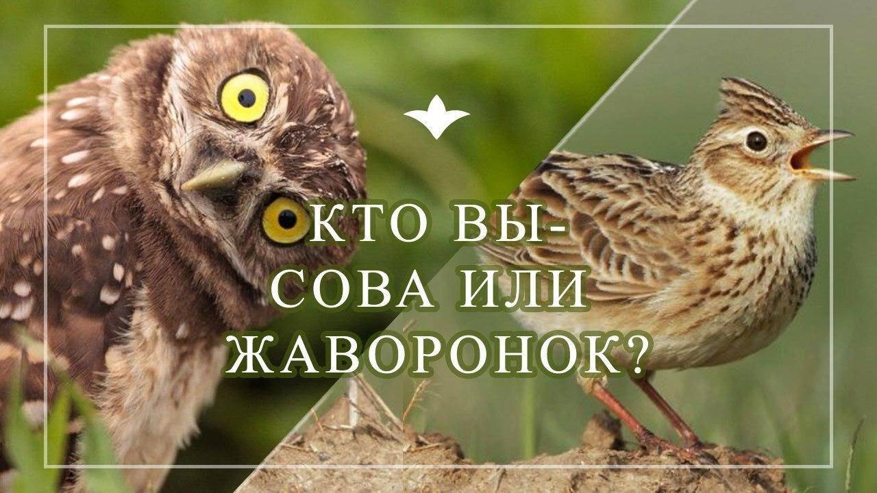 Жаворонки, совы и голуби: особенности хронотипов - блог викиум