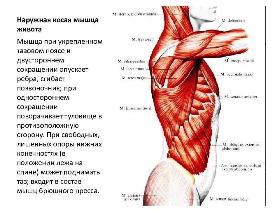 Мышцы живота (прямые и косые) анатомия и строение брюшного пресса | alkopolitika.ru