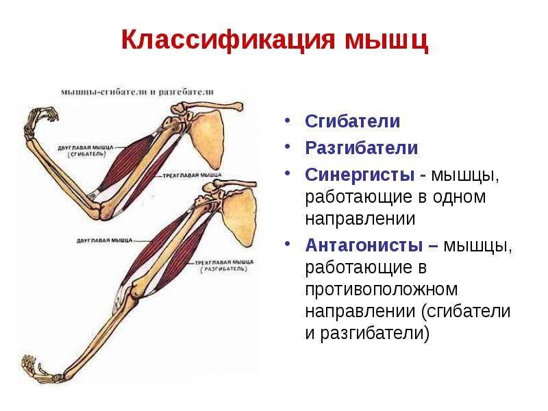 Мышцы антагонисты и синергисты таблица анатомия