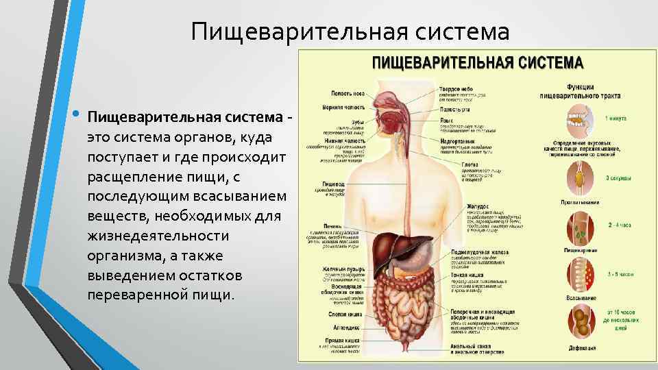 Тонкий кишечник: анатомия, строение, диагностика заболеваний тонкого кишечника и лечение у врача-гастроэнтеролога в мкц «проксима» (г. сочи)