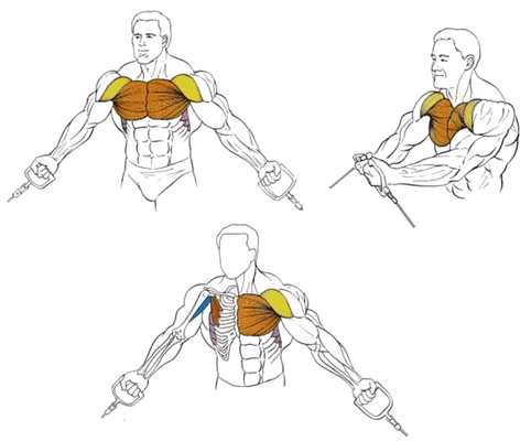Упражнения кроссовер для грудных мышц: разводка, жим и сведение рук