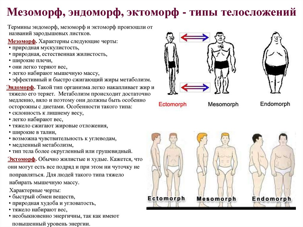 Типы телосложения или огромное надувательство: мезоморф, эктоморф и эндоморф не существуют
