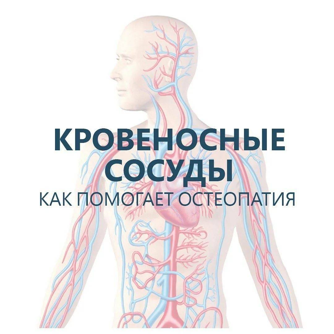 Анатомия кровеносных сосудов человека – информация: