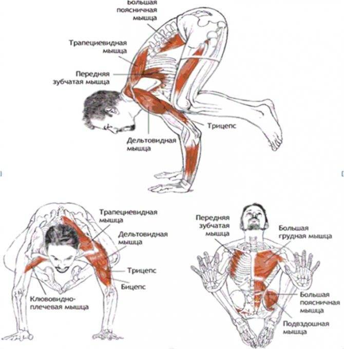 Васиштхасана или поза мудреца васиштхи в йоге: техника выполнения с фото и польза