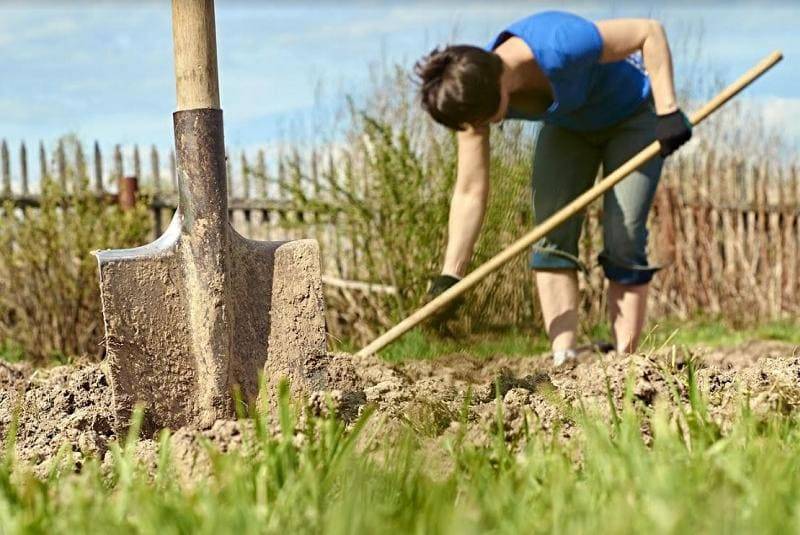 Работы в саду и огороде весной (март, апрель и май): основные и профилактические | (фото & видео) +отзывы