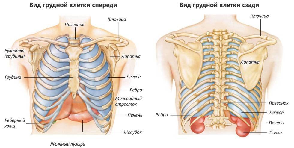 Строение туловища внутренние органы сзади